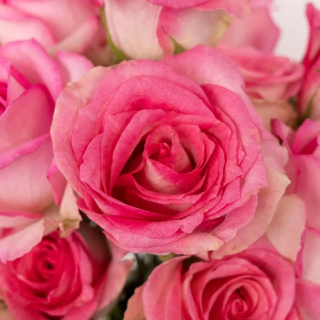 Sweet Unique Pink Rose
